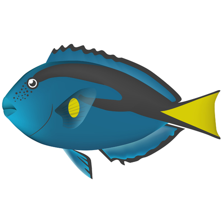 Powder blue surgeonfish real fish sea life illustrationのイラスト素材