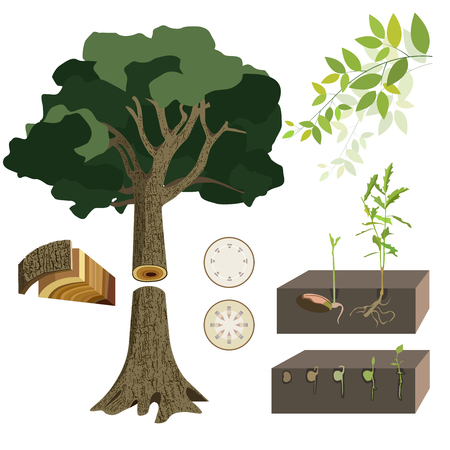 Anatomy of a tree vector setのイラスト素材