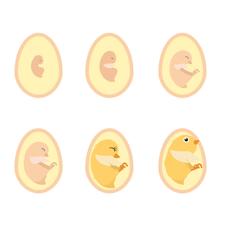 Chicken egg life cycle and anatomy illustration vectorのイラスト素材