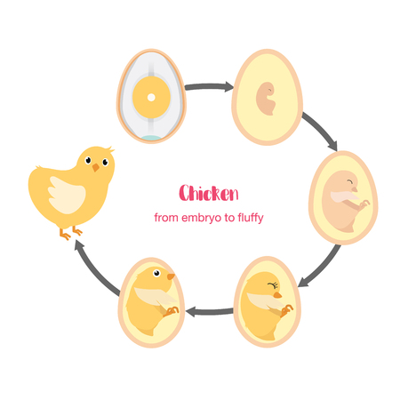 Chicken egg life cycle and anatomy illustration vectorのイラスト素材