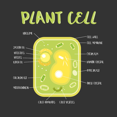 Inside theplant cell structure illustration vectorのイラスト素材