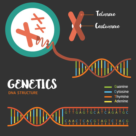 Genetics DNA structure  and chromosomesのイラスト素材