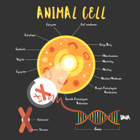Genetics DNA structure  and chromosomesのイラスト素材