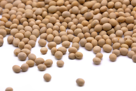 Soy beans on white background high protein Close-up Selective focus seeds Soya bean pulses in a wooden spoon (Glycine max (L.) Merr.)の写真素材