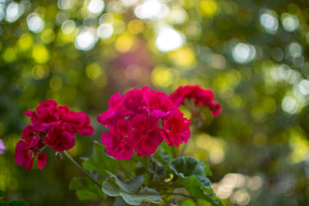 Beautiful Bokeh of a flower, with a blurred  and the sun shining through the leafs of a tree.の写真素材