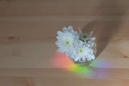The  Chrysanthemum flower was on a wooden table where the rainbow light reflected on it.
