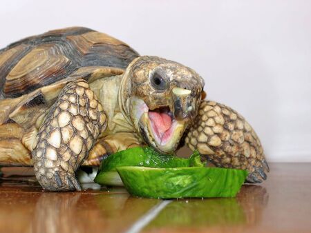 Land Turtle eatingの写真素材