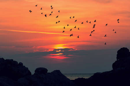 Sunrise at sea with birds