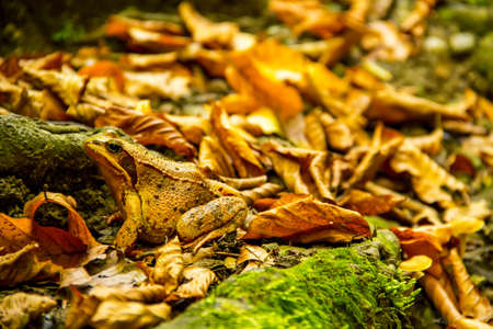 brown toad among autumn leavesの写真素材
