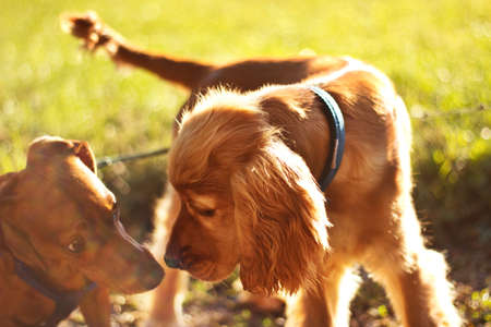Beautiful dogs in a park