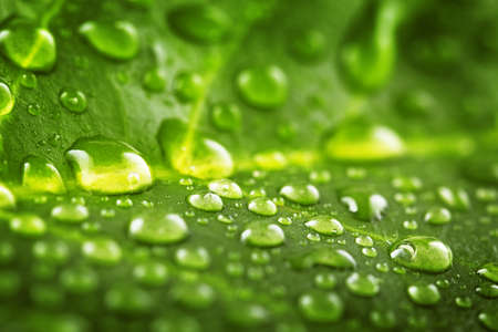 Beautiful green leaf with drops of water