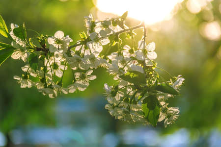 Beautiful nature scene with blooming tree in springの写真素材