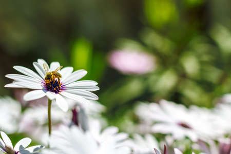 beautiful bee pollinates a flower in springの写真素材
