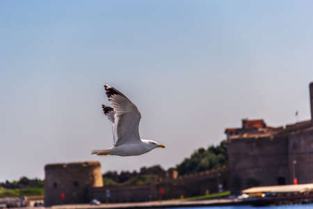 beautiful seagull flies against the blue skyの写真素材