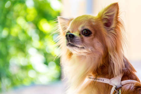 one little cute chihuahua in beautiful dayの写真素材