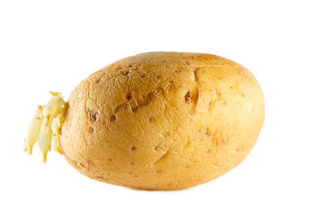 raw brown potato isolated on white backgroundの写真素材