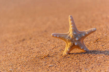 beautiful starfish on the beach in summerの写真素材