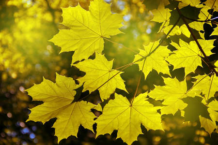 autumn leaves very shallow focusの写真素材