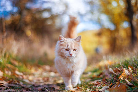 beautiful cat walking in autumn in novemberの写真素材