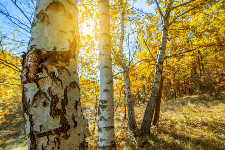 birch trees in a autumn forest in novemberの写真素材