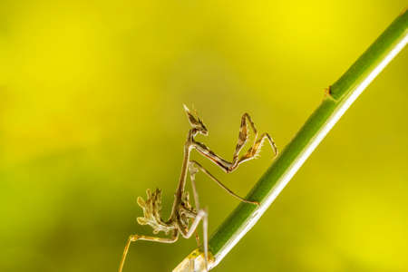 beautiful mantis in nature at sunriseの写真素材