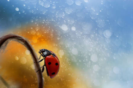 Ladybug on beautiful background as magic in spring