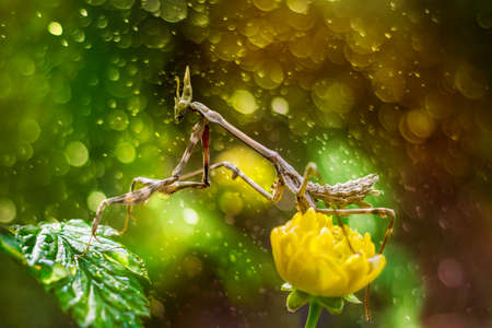 close up mantis in beautiful magical backgroundの写真素材