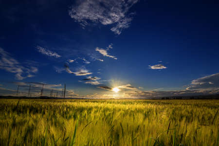 Sunset over a wheat field in summerの写真素材