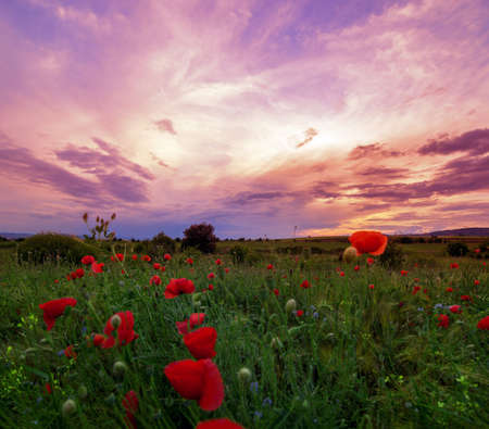 Field with grass violet flowers and red poppies against the sunの写真素材