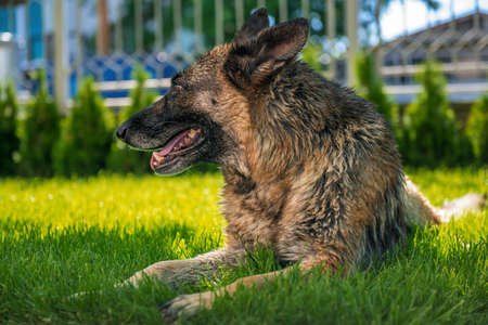German Shepherd lying on the lawn in sunset