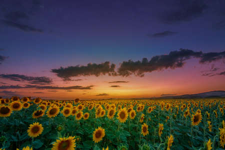 Beautiful sunset over a sunflower field with dramatic sky