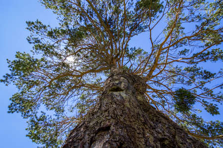 green tree in a sunny day the bottom viewの写真素材