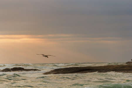 Beautiful clouds at sunset and flying seagullsの写真素材
