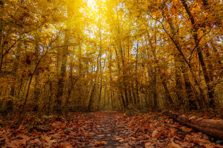 beautiful autumn landscapes and sky in novemberの写真素材