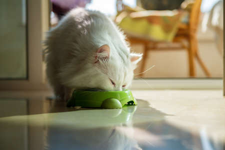 White persian cat eatingの写真素材