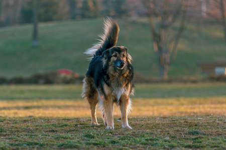 gorgeous large dog in a parkの写真素材