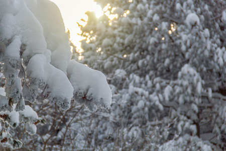 Spruce branch in winter at sunsetの写真素材