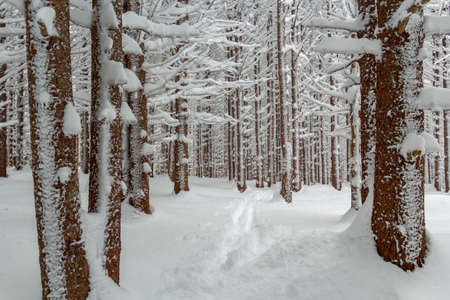 Snow covered forest in decemberの写真素材