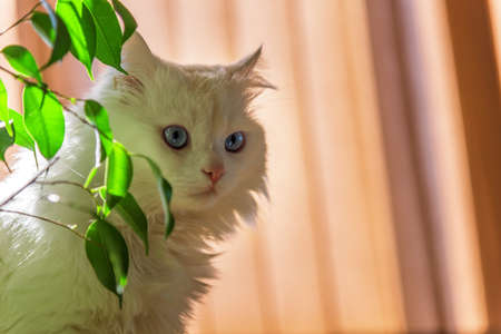 white cat watching with interest