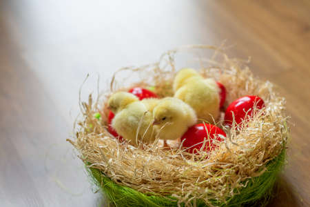 red Easter egg with Easter chicks in springtimeの写真素材