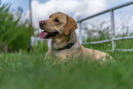 beautiful golden retriever in green grass in summerの写真素材
