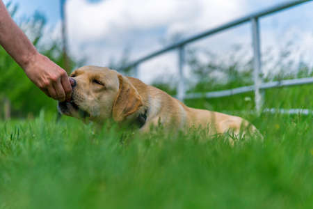 Yellow labrador retriever on green grass lawn in summerの写真素材