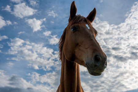 A beautiful red horse with clouds and a blue skyの写真素材