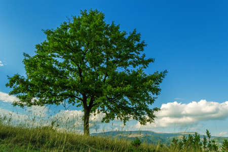 Beautiful lonely tree in the field during the summerの写真素材
