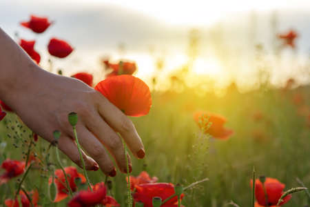 Woman holds red poppy in hands in the field in summerのeditorial素材