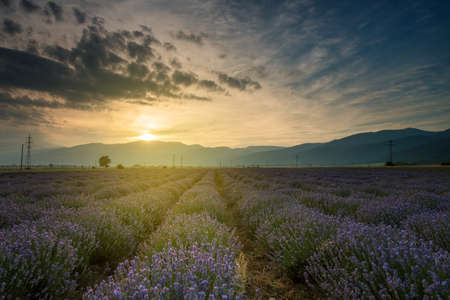 Lavender fields. Beautiful image of lavender field. Summer sunset landscapeの写真素材