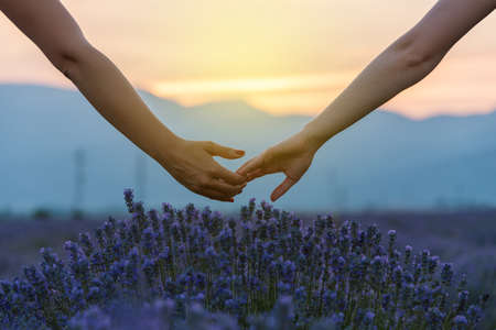 Two hands over a lavender field at sunsetのeditorial素材