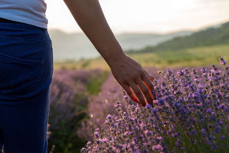 Touching the lavender at beautiful sunsetのeditorial素材