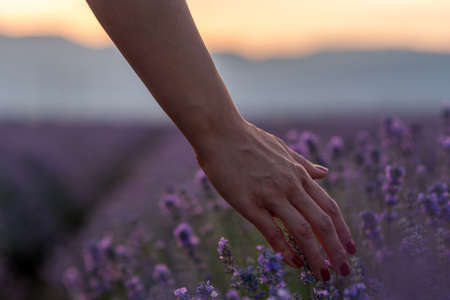 Touching the lavender at beautiful sunsetのeditorial素材