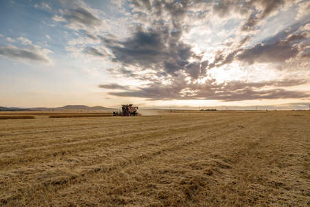 Combine harvester agriculture machine harvesting golden ripe wheat fieldの写真素材